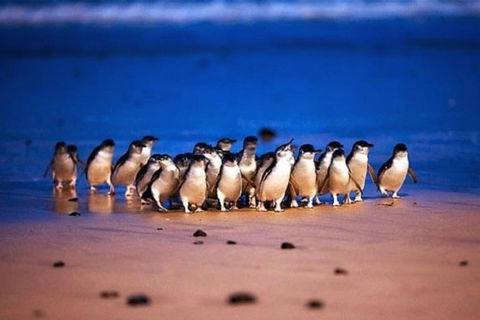 Half Day Phillip Island Penguin Parade PLUS Tour - Accommodation Gladstone 1