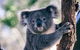 Private Tour: Healesville Sanctuary Wildlife & Puffing Billy Steam Train - thumb 0