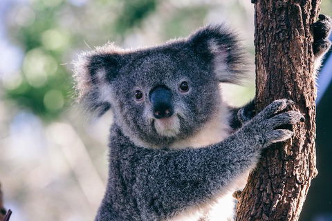 Private Tour: Healesville Sanctuary Wildlife & Puffing Billy Steam Train - Accommodation Gladstone 0