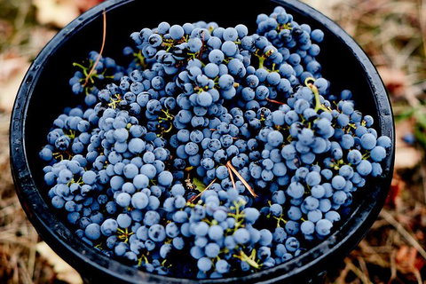 Half Day Yarra Valley Winery Day Trip From Melbourne - Accommodation Gladstone 4