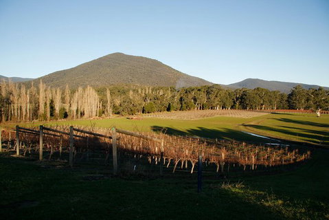 Half Day Yarra Valley Winery Day Trip From Melbourne - Accommodation Gladstone 6