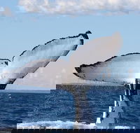 Phillip Island Whale Watching Tour - Accommodation Gladstone