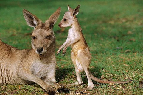 HEALESVILLE SANCTUARY ZOOBUS - MELBOURNE CITY RETURN - Accommodation Gladstone 0