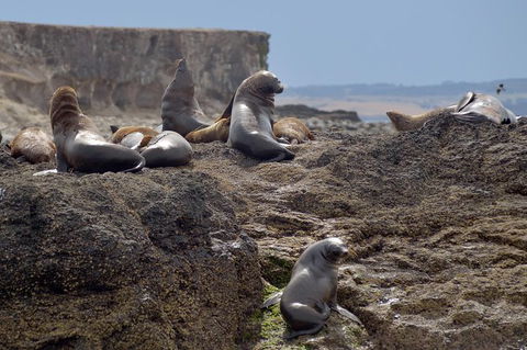 Phillip Island Wildlife Cruise With Optional Penguin Parade And 3 Park Pass - Accommodation Gladstone 1