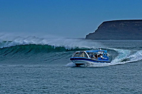 Phillip Island Wildlife Cruise With Optional Penguin Parade And 3 Park Pass - Accommodation Gladstone 0