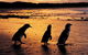 Phillip Island Penguin Parade, Brighton Bathing Boxes And Wildlife Park Tour - thumb 0