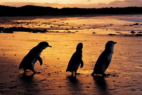 Phillip Island Penguin Parade, Brighton Bathing Boxes And Wildlife Park Tour - Accommodation Gladstone 0