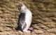 Phillip Island Penguin Parade, Brighton Bathing Boxes And Wildlife Park Tour - thumb 1