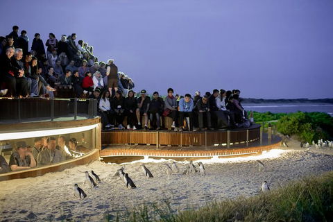 Phillip Island Penguin Parade, Brighton Bathing Boxes And Wildlife Park Tour - Accommodation Gladstone 8