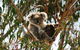Phillip Island Penguin Parade, Brighton Bathing Boxes And Wildlife Park Tour - thumb 3