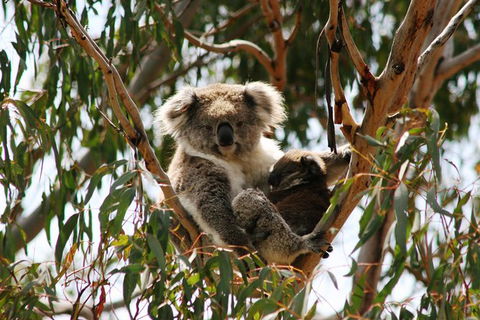 Phillip Island Penguin Parade, Brighton Bathing Boxes And Wildlife Park Tour - Accommodation Gladstone 3