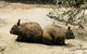 Phillip Island Penguin Parade, Brighton Bathing Boxes And Wildlife Park Tour - thumb 5