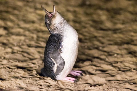 Phillip Island Penguin Parade, Brighton Bathing Boxes And Wildlife Park Tour - Accommodation Gladstone 7