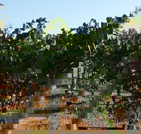 Wine Tasting Tour in The Yarra Valley - Accommodation Gladstone