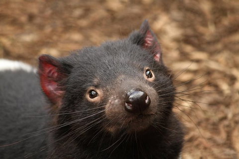 Day Tour In Mt. Field, Mt. Wellington, Bonorong Wildlife Sanctuary And Richmond - Accommodation Gladstone 1