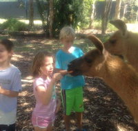 Unguided Family Llama Walk - Accommodation Gladstone