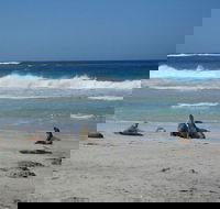 Kangaroo Island in a Day Tour from Adelaide - Accommodation Gladstone