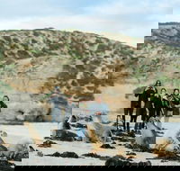 Small-Group Kangaroo Island 4WD Tour from Adelaide - Accommodation Gladstone