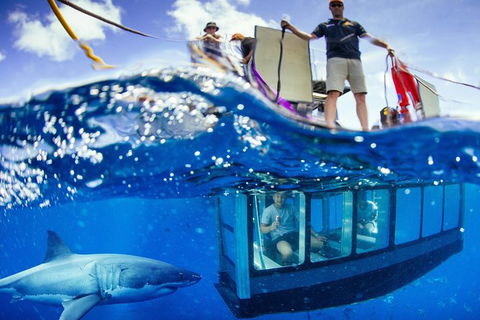 White Shark Tour With Optional Cage Dive From Port Lincoln - Accommodation Gladstone 0
