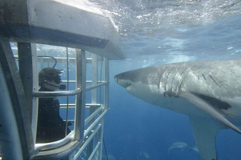 White Shark Tour With Optional Cage Dive From Port Lincoln - Accommodation Gladstone 2