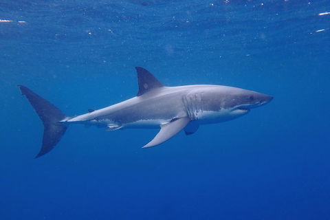 White Shark Tour With Optional Cage Dive From Port Lincoln - Accommodation Gladstone 5