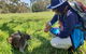 Mount Lofty Hike And Cleland Wildlife Park Day Trip From Adelaide - thumb 6