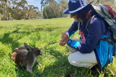 Mount Lofty Hike And Cleland Wildlife Park Day Trip From Adelaide - Accommodation Gladstone 6