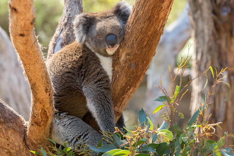Mount Lofty Hike And Cleland Wildlife Park Day Trip From Adelaide - Accommodation Gladstone 4