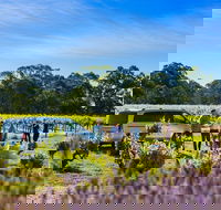 Micro-Group Barossa Valley Wine Tour from Adelaide - Accommodation Gladstone