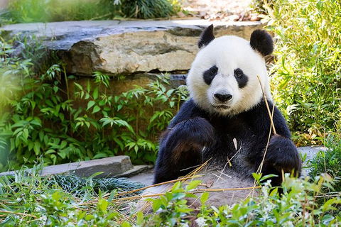 Adelaide Zoo Behind The Scenes Experience: Exclusive Giant Panda Experience - Accommodation Gladstone 1