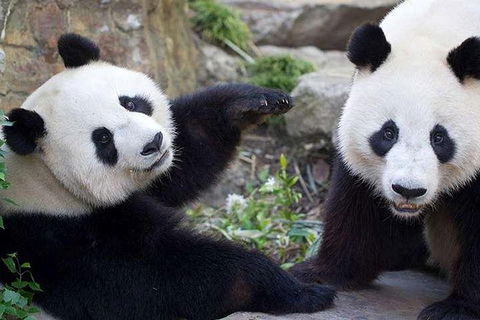 Adelaide Zoo Behind The Scenes Experience: Exclusive Giant Panda Experience - Accommodation Gladstone 0