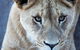 Lions At Bedtime And A Day At Monarto Safari Park - thumb 1
