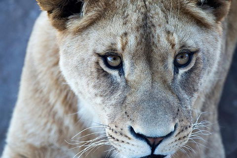 Lions At Bedtime And A Day At Monarto Safari Park - Accommodation Gladstone 1