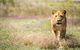 Lions At Bedtime And A Day At Monarto Safari Park - thumb 0