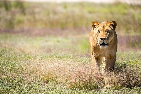 Lions At Bedtime And A Day At Monarto Safari Park - Accommodation Gladstone 0