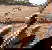 Monarto Safari Park General Admission Ticket - Accommodation Gladstone