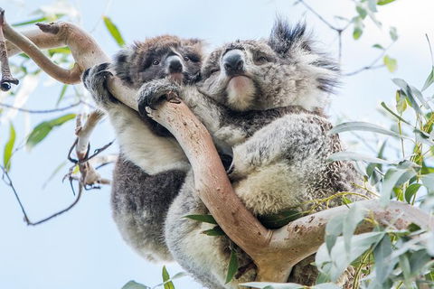 Adelaide To Melbourne 3-Day Trip Through Grampians And Great Ocean Road - Accommodation Gladstone 1