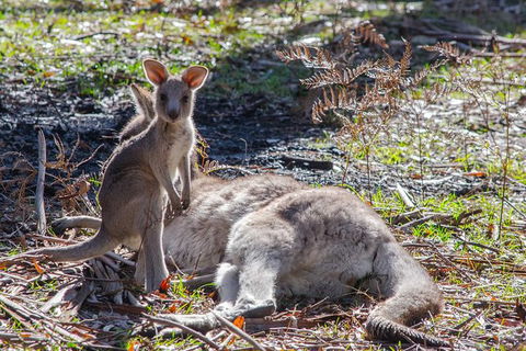Adelaide To Melbourne 3-Day Trip Through Grampians And Great Ocean Road - Accommodation Gladstone 5