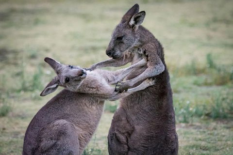 Adelaide To Melbourne 3-Day Trip Through Grampians And Great Ocean Road - Accommodation Gladstone 10