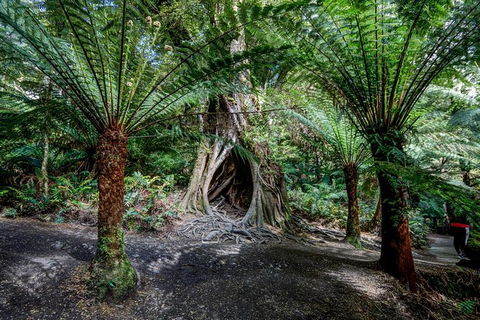Adelaide To Melbourne 3-Day Trip Through Grampians And Great Ocean Road - Accommodation Gladstone 4