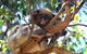 2-Day Kangaroo Island Tour From Adelaide - thumb 13