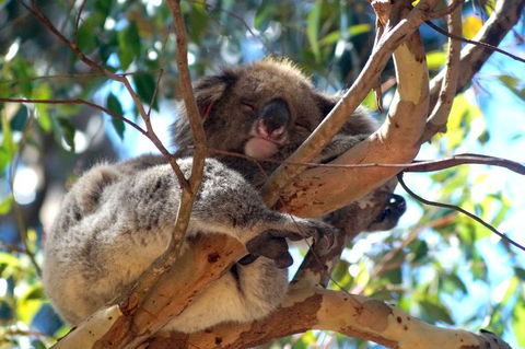 2-Day Kangaroo Island Tour From Adelaide - Accommodation Gladstone 13
