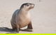 2-Day Kangaroo Island Tour From Adelaide - thumb 1