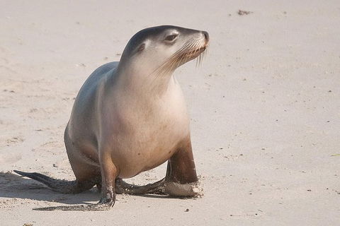 2-Day Kangaroo Island Tour From Adelaide - Accommodation Gladstone 1
