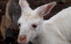 2-Day Kangaroo Island Tour From Adelaide - thumb 16