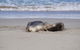 2-Day Kangaroo Island Tour From Adelaide - thumb 18