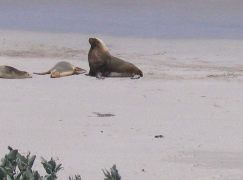 2-Day Kangaroo Island Tour From Adelaide - Accommodation Gladstone 21