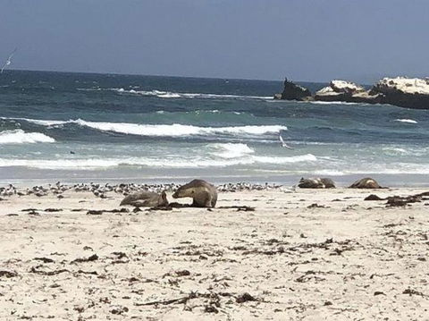 2-Day Kangaroo Island Tour From Adelaide - Accommodation Gladstone 4