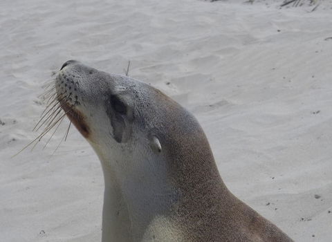2-Day Kangaroo Island Tour From Adelaide - Accommodation Gladstone 9
