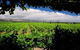 McLaren Vale Winery Small Group Tour With Wine Tasting And Lunch - thumb 1